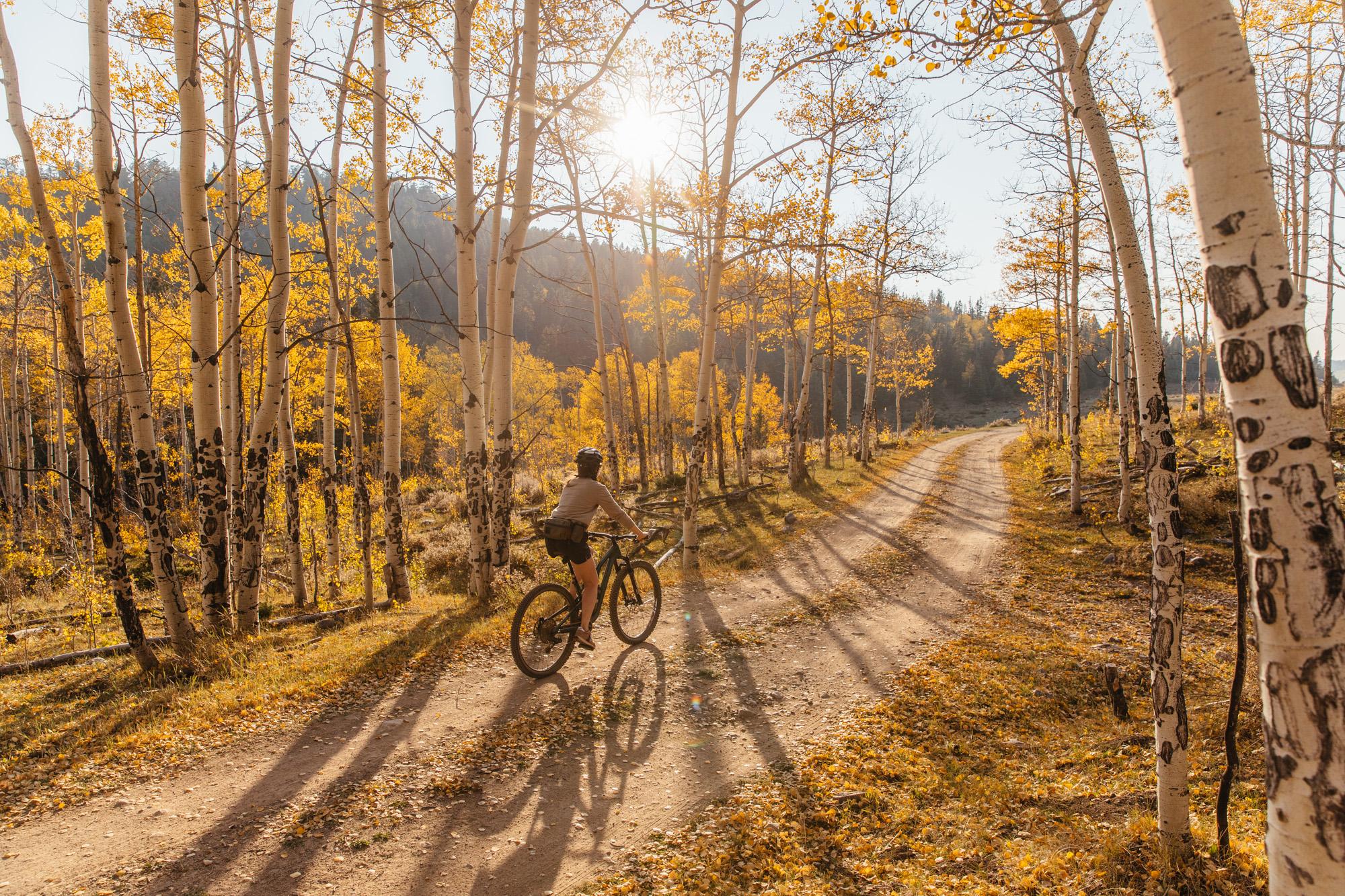 two people riding mountain bikes